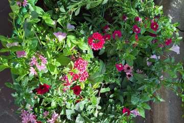 Bloemen in Beilen
