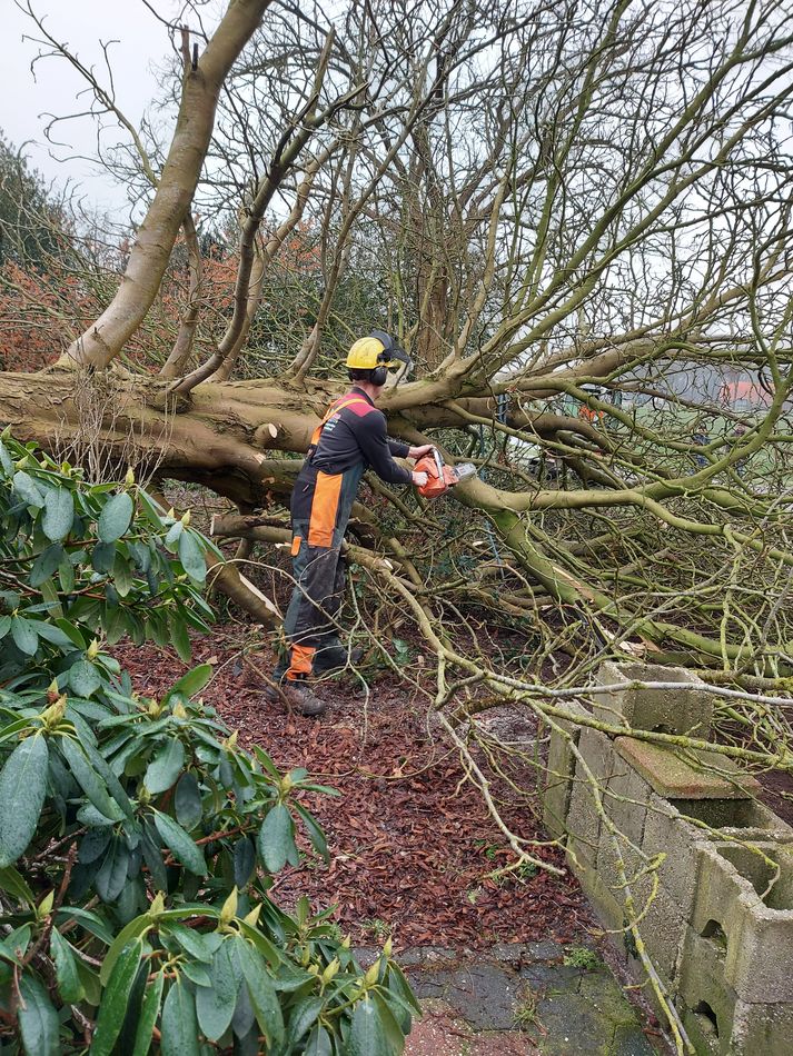 Het verwijderen van bomen, uitgevoerd met professionele machines en materialen