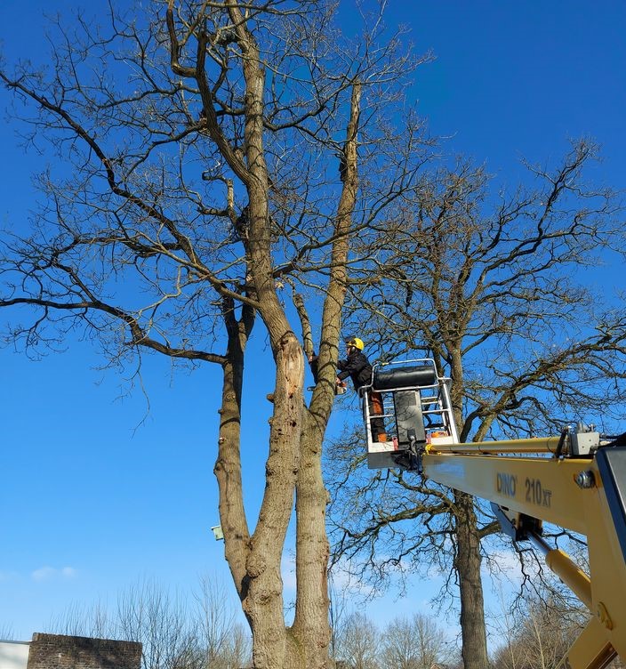 Bomen verwijderen