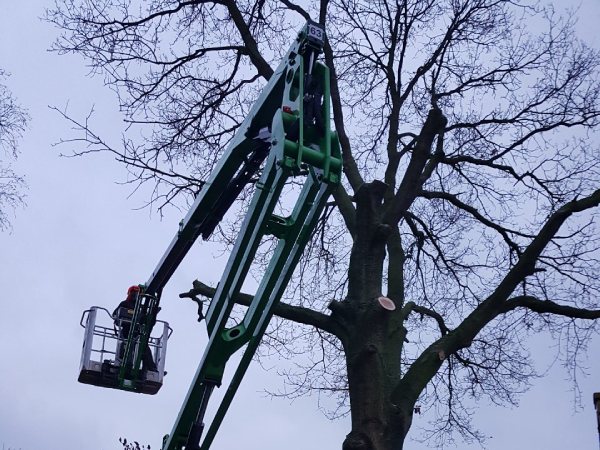 Gemeentelijke boomverzorging, uitgevoerd door Hoveniersbedrijf Stevens