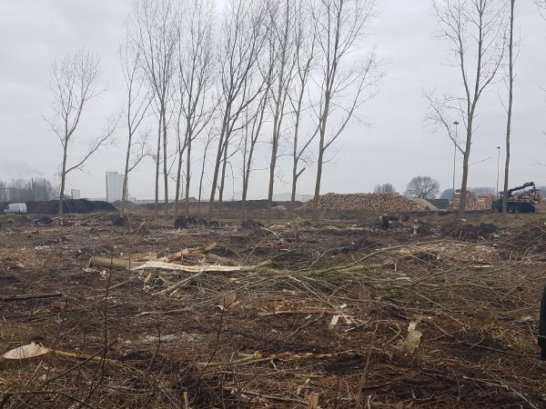 Hulp bij boomverzorging voor gemeentes