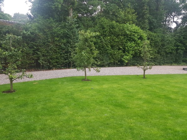 Het verplaatsen van bomen geeft ze een tweede kans