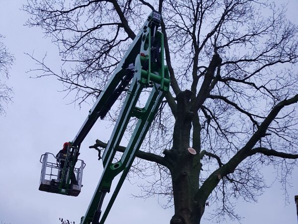 Boomverzorging in Drenthe