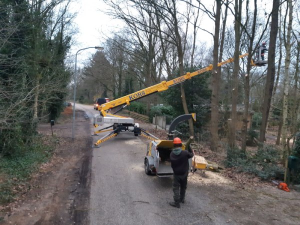 bomen verwijderen Bomen verwijderen